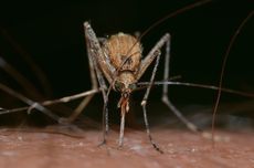 Mengapa Virus HIV/AIDS Tidak Dapat Ditularkan Melalui Gigitan Nyamuk?