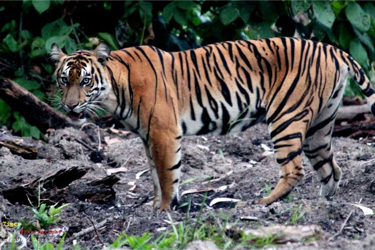 [KLARIFIKASI] Video TNI Evakuasi Harimau Terbawa Banjir Bandang adalah Rekayasa AI