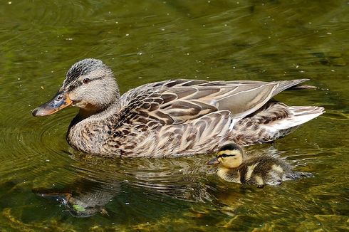 10 Fakta tentang Bebek, dari Jenis sampai Keunikan Bulu Bebek yang Tahan Air