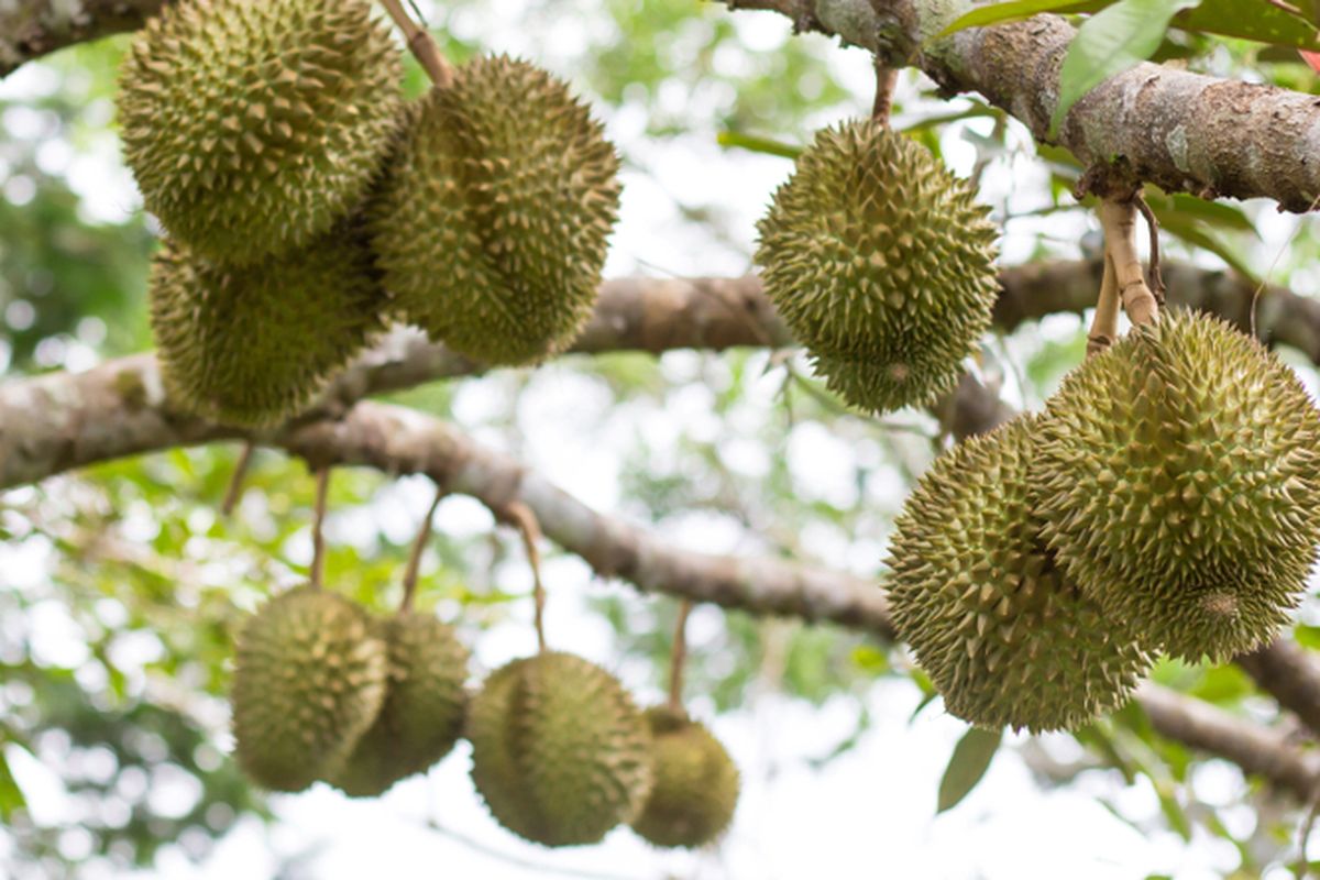 Ilustrasi tanaman durian, pohon durian. 