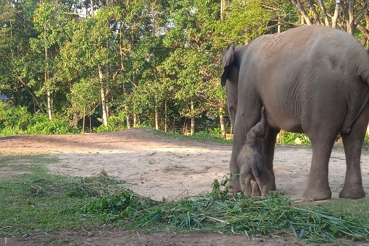 Bayi Gajah Sumatera yang baru lahir di Lembaga Konservasi (LK) Lembah Hijau pada Minggu (7/8/2022) pagi. Kelahiran bayi gajah ini adalah yang pertama di Sumatera untuk konservasi di luar habitat.