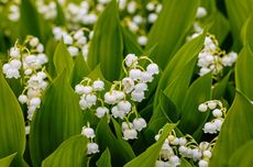 Cara Menanam dan Merawat Bunga Lily of the Valley