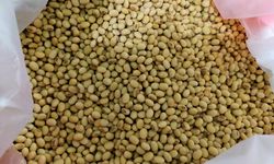 Petani Dorong Pemerintah Kendalikan Impor dan Beri Jaminan Harga Kedelai