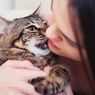 7 Hal yang Ternyata Dibenci Kucing, Ini Daftarnya