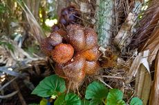 Cara Menanam Salak Pondoh agar Berbuah Banyak