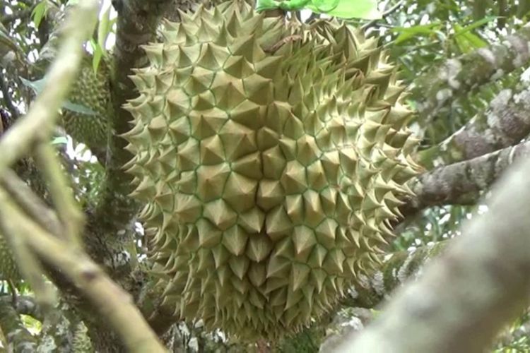 20 Bukit Durian Di Kebun Raya Bulo Sajikan Beragam Citarasa Durian Lokal Hingga Impor