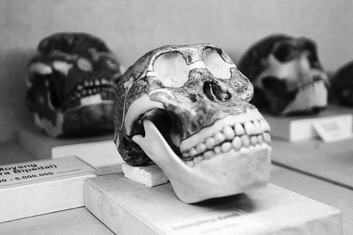 Replika tengkorak Australopithecus afarensis dipajang di Museum Geologi, Bandung, Jawa Barat, Minggu (27/9). Australopithecus afarensis merupakan satu hominid punah yang hidup sekitar 3.9 juta tahun-2.9 juta tahun lalu di wilayah timur Afrika, yaitu Hadar, Etiopia.