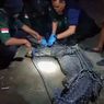 Cerita Buaya Muara Terjerat Jaring Nelayan, Sudah Mati Lemas dan Ada Luka di Kepala