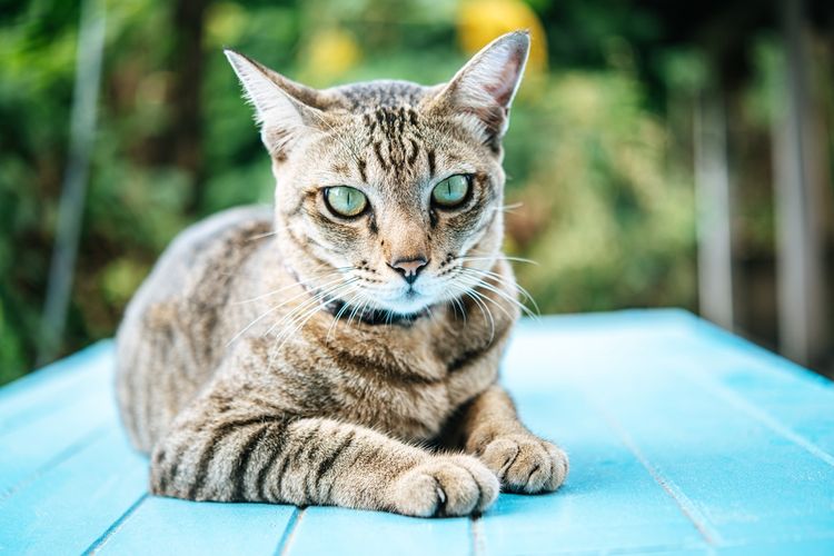 Kucing Himalaya Kampung