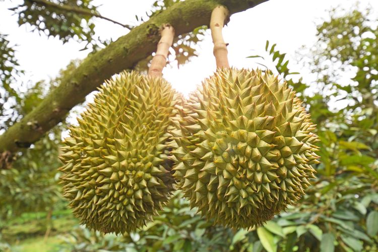 Ilustrasi durian, pohon durian.