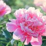 Mengenal Warna-warni Bunga Peony dan Maknanya