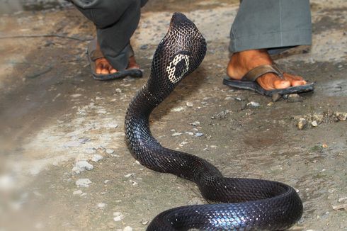 [KABAR DUNIA SEPEKAN] Bocah 8 Tahun Gigit Kobra Hingga Mati | Rudal Korut Mendarat di Korsel untuk Kali Pertama
