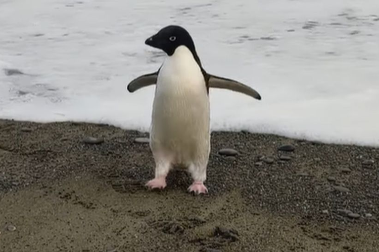 Penguin Adelie yang tersesat di Selandia Baru. [Dok Harry Singh Via BBC]