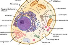 Mengapa Lisosom Hanya Terdapat pada Sel Hewan?