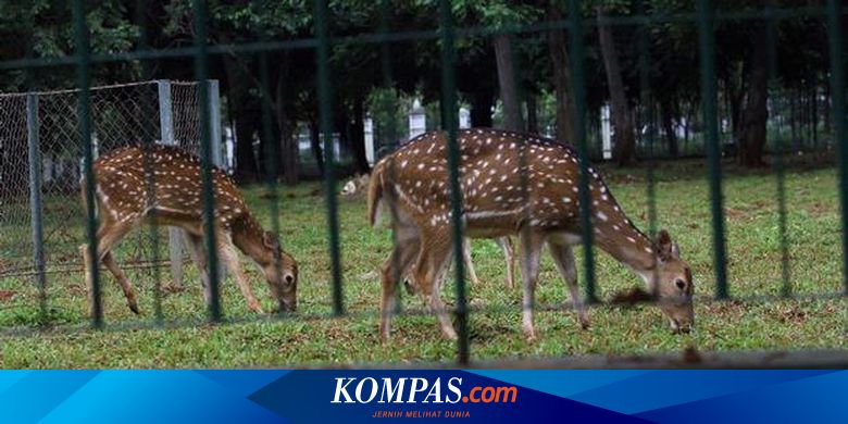 Ingin Pelihara Rusa Monas Di Rumah Ini Syaratnya
