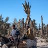 Oasis di Maroko Menyusut karena Perubahan Iklim