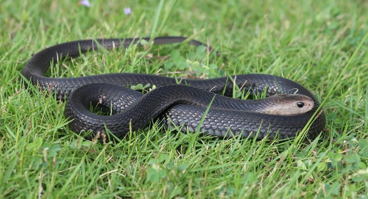 7 Cara Mencegah Ular Masuk Rumah saat Musim Hujan