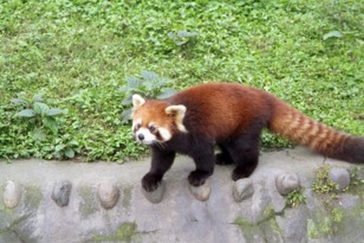 Panda Merah