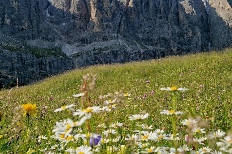 Ilustrasi Gugusan Gunung Dolomites Pegunungan Alpen Italia.