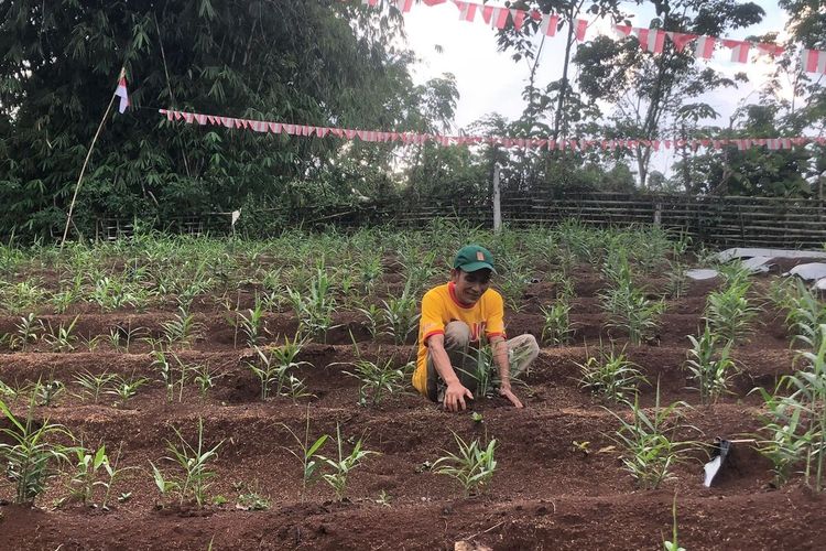 Seorang petani saat berada lahan jahe merah di Kecamatan Muncang, Kabupaten Lebak, Banten, Rabu (17/8/2022).