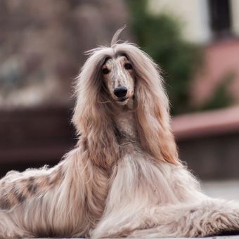 Ilustrasi ras anjing Afghan Hound. 