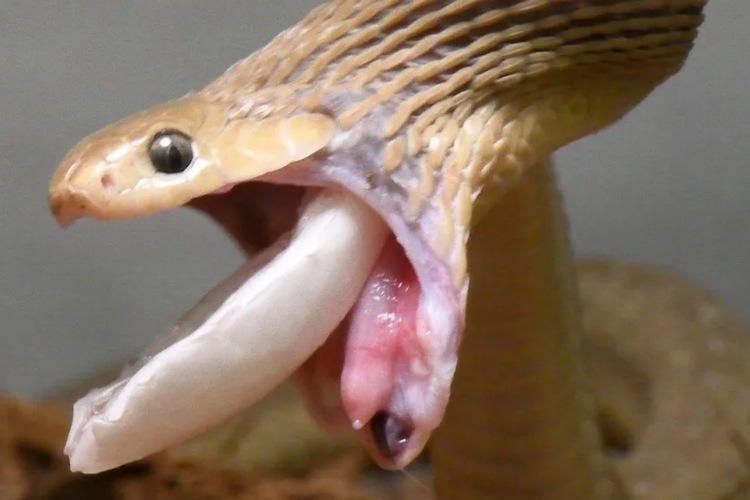 Ular pemakan telur Gans mampu menelan makanan berukuran 4 kali tubuhnya. Kemampuan ular ini disebut mampu mengalahkan ular piton saat menelan mangsanya.