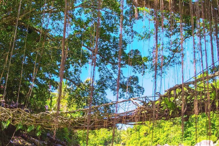 Jembatan akar di Sumatera Barat