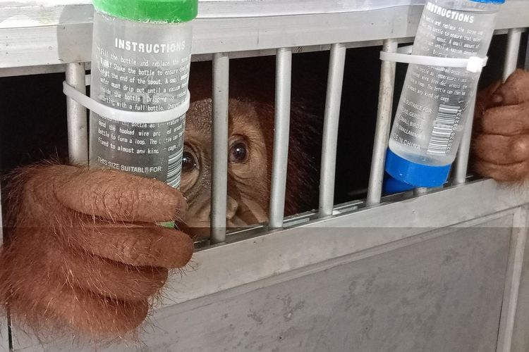 Satu individu orangutan sumatera (Pongo abelii) berkelamin jantan yang diperkirakan berusia 3 tahun tiba di kargo Bandara Internasional Kualanamu pada Selasa (31/5/2022) siang. Sebelumnya, satwa dilindungi itu dipelihara oleh seorang warga di Bogor.