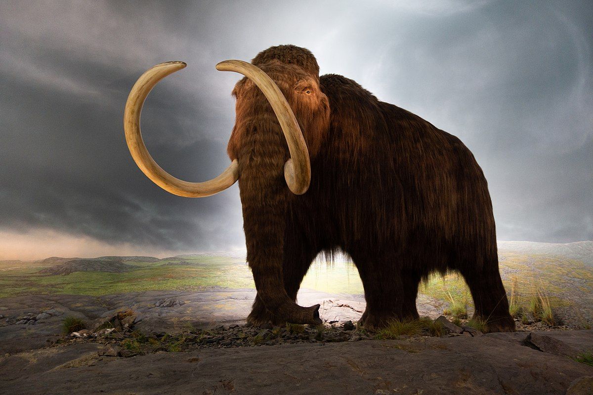 Ilustrasi mamut berbulu di Royal Victoria Museum, Victoria, British Columbia, Canada, 2018