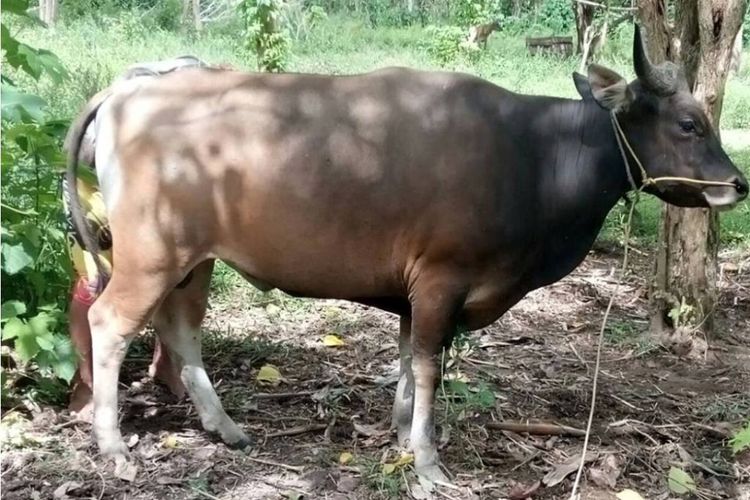 Untuk mendapatkan hewan kurban yang sehat dan layak sesuai standar syariah, Wahdah Islamiyah dan Pengurus Masjid Al Ihsan Mamuju mulai menyeleksi Hewan Qurban, Selasa (15/8).