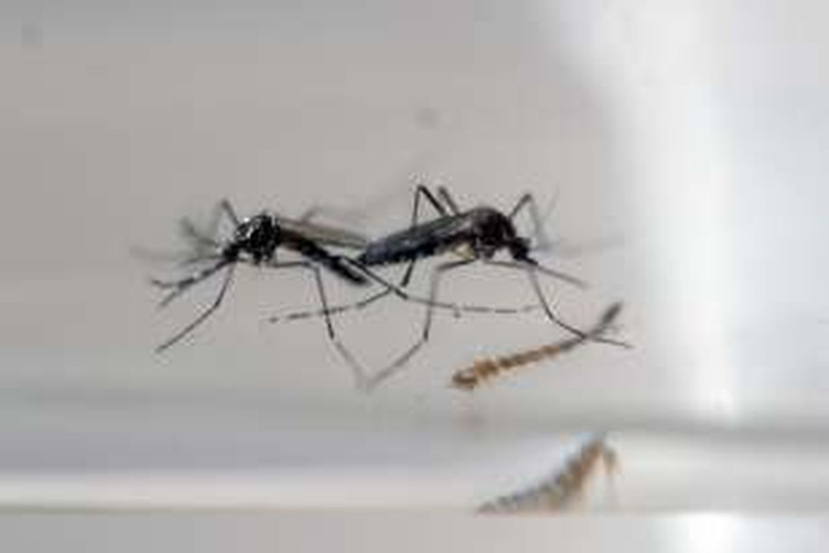 Nyamuk Aedes Aegypti.