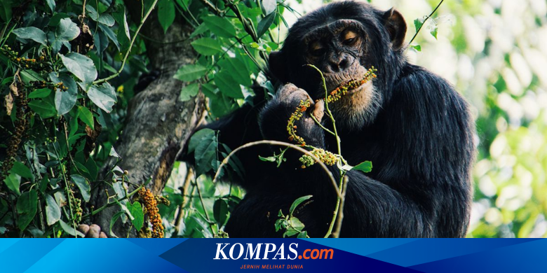 Why Humans Have Little to No Body Hair Compared to Other Mammals: The