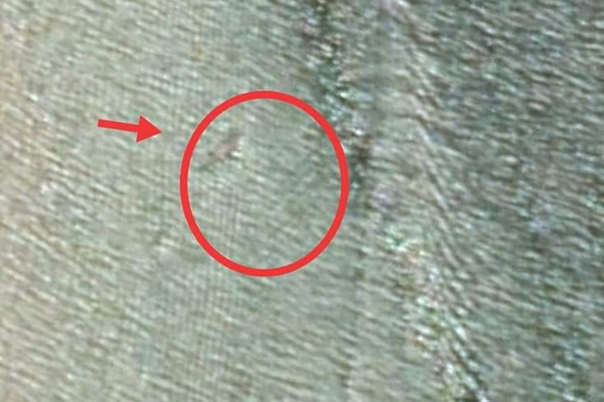 Tangkapan layar citra satelit dari Google Maps yang diabadikan masyarakat Nunukan, Benda yang diduga buaya raksasa sepanjang 15 meter menghebohkan masyarakat Nunukan 