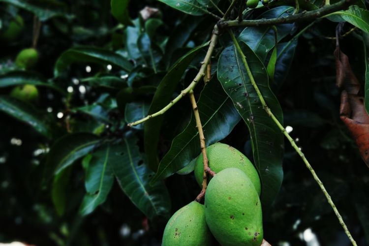 Ilustrasi pohon mangga, tanaman mangga, buah mangga di pohon.