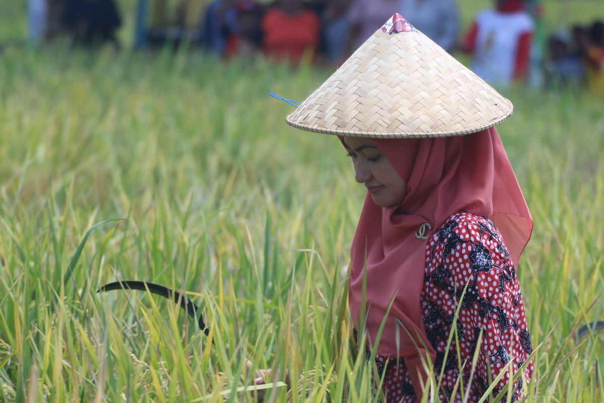 Bupati Luwu Utara Indah Putri Indriani, dalam kegiatan penyerahan bantuan alsintan, di Desa Saptamarga Kecamatan Sukamaju, Selasa (7/7/2020). 