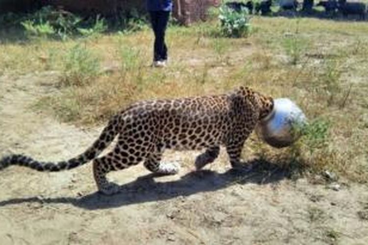 Seekor macan tutul berusaha melepaskan pot dari kepalanya.
