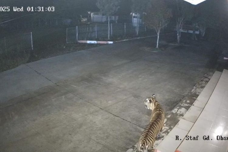 Harimau sumatera terekam kamera CCTV milik BRIN di Agam, Sumbar, masuk ke area gedung perkantoran BRIN di Agam, Rabu (15/10/2025) dini hari. 