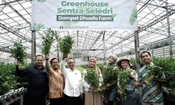 Gelar Panen Perdana, Greenhouse Sentra Seledri Binaan Dompet Dhuafa Raih Penghasilan Rp 120 Juta