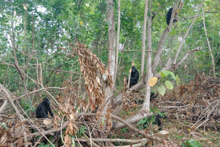 Yaki, salah satu hewan endemik Sulawesi Utara yang ada di Taman Wisata Alam Batu Putih, Bitung, Kamis  31/8/2018).