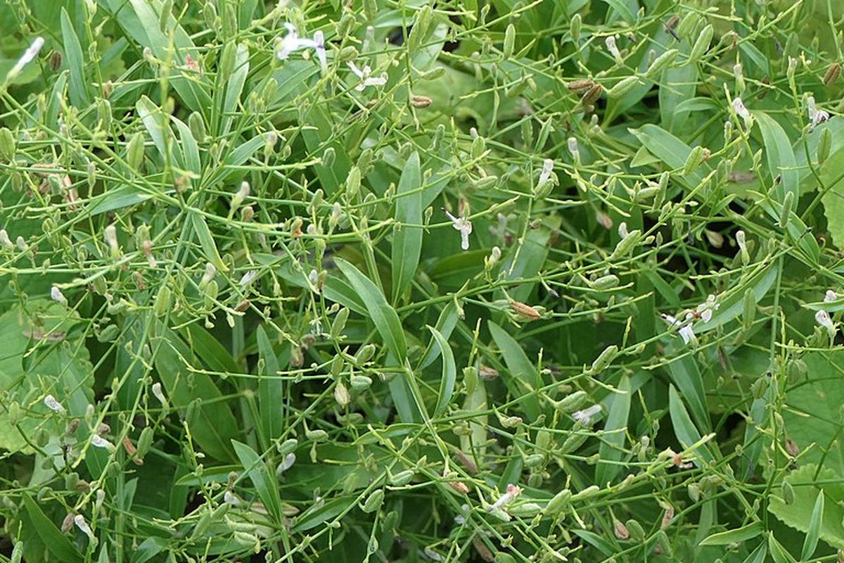 Ilustrasi tanaman sambiloto. 