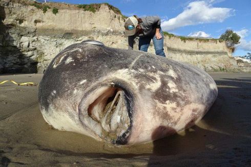 6.800 Km dari Habitat Aslinya, Ikan Mola-mola Raksasa Terdampar di AS