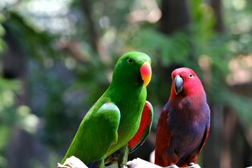 Belajar Biologi di Alam, dari Jejak Satwa hingga Burung
