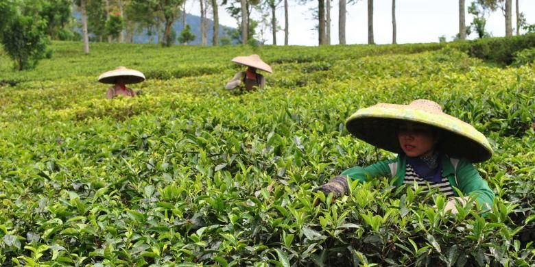 Petani teh sedang memetik daun teh di areal Kebun Teh, Puncak, Bogor, Jawa Barat. Kian hari, areal pertanian di kawasan Puncak kian menyempit, akibat perluasan sejumlah bangunan komersiil yang tak memperdulikan kajian lingkungan. Hal ini berdampak pada kehidupan ekonomi para petani di kawasan tersebut. K97-14