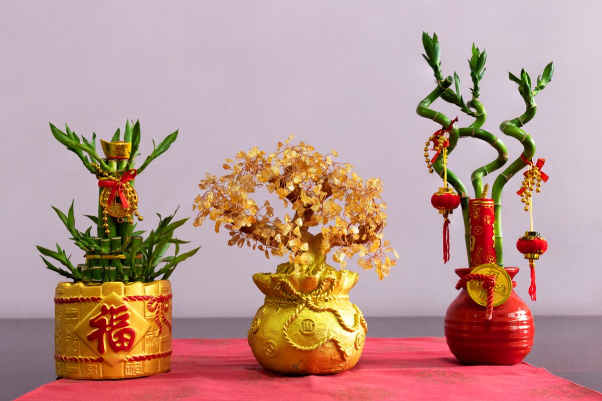 Tanaman pembawa keberuntungan untuk Tahun Baru China