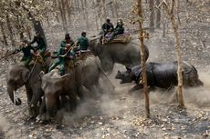 Dilepaskan di Habitat Baru, Badak Serang Petugas yang Tunggangi Gajah