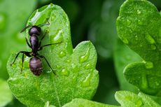 5 Tanaman yang Mengundang Semut
