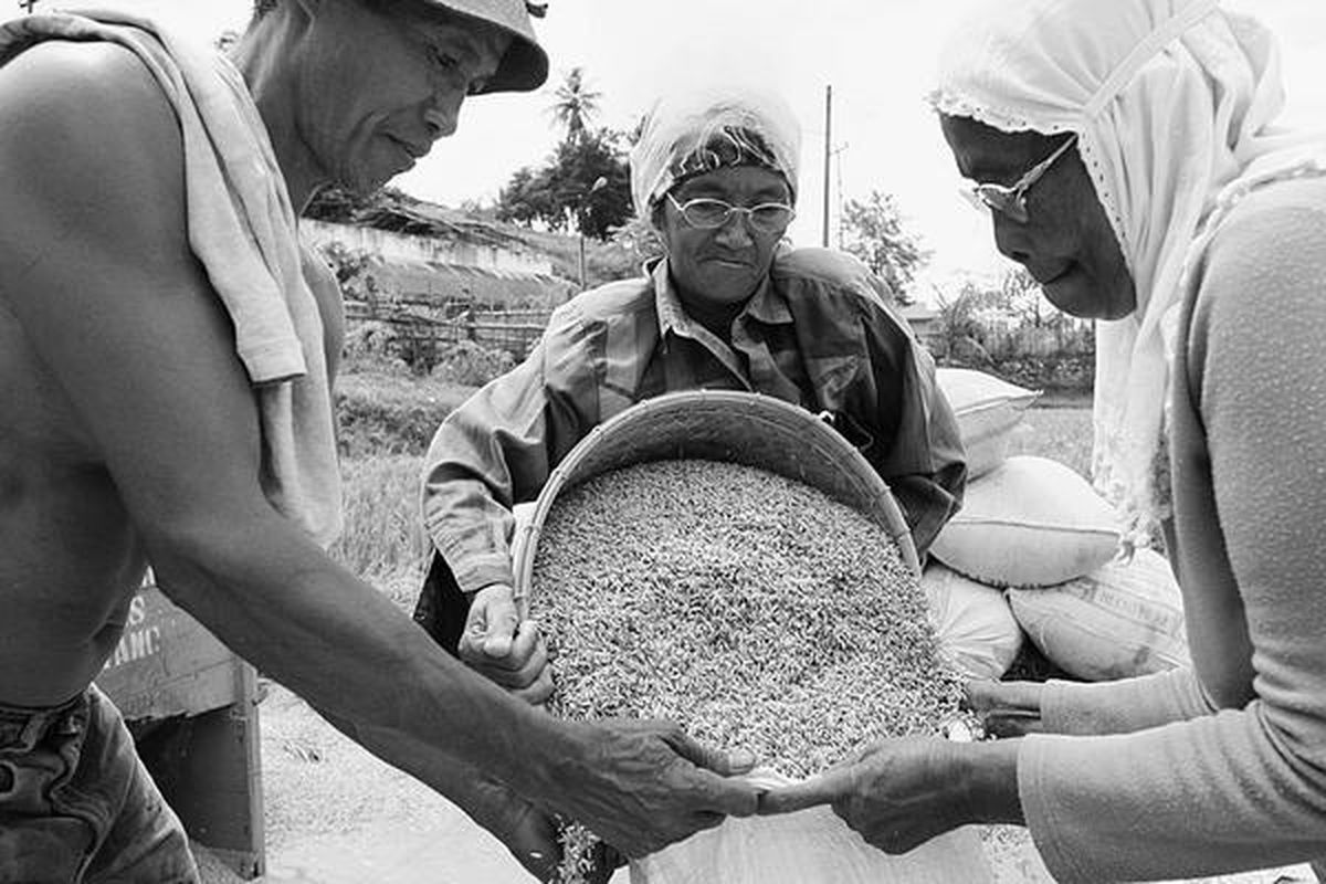 Petani di Kalawi, Kabupaten Sawahlunto, Sumatera Barat, menyimpan gabah yang baru saja dipanen, Rabu (27/2). Harga beras di daerah itu masih tergolong tinggi. Di tingkat petani, harga beras kualitas menengah dijual seharga Rp 4.900 per kilogram.  