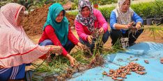 Hadapi Pandemi, APP Sinar Mas Ajak Desa Tingkatkan Produksi Jahe Merah dan Madu