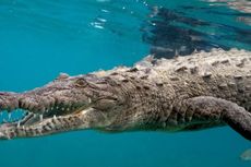 Ilmuwan Ungkap Cara Buaya Air Asin Menyebrangi Laut