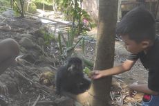 Seekor Lutung yang Rusak Puluhan Rumah Warga Ditangkap, Akan Diserahkan ke BKSDA